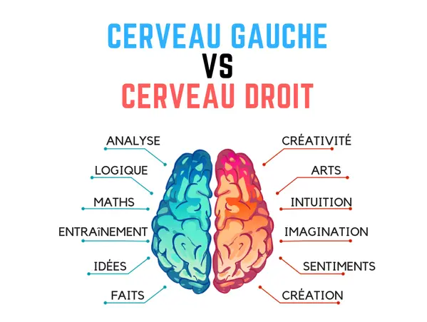 image cerveau apprentissage